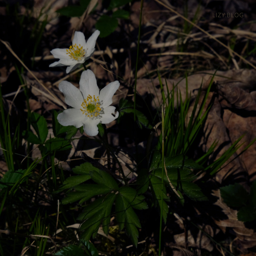 Zwei Waldblumen.