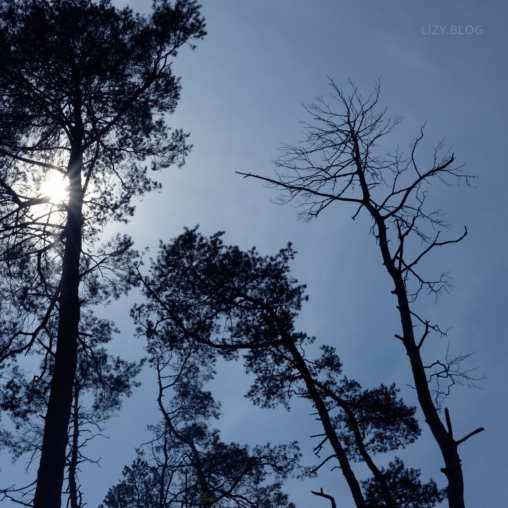 Black outlines of pine trees against the sky.