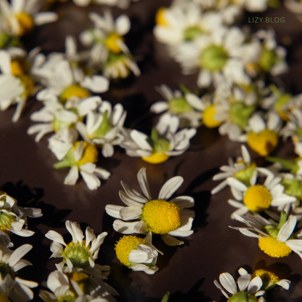 Collected chamomile blossoms laying to dry.