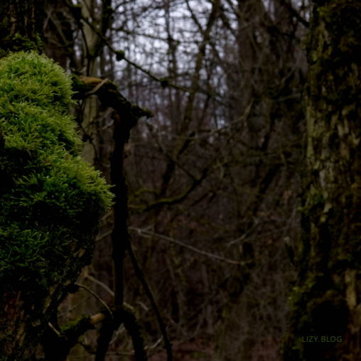 Light green moss on a tree.