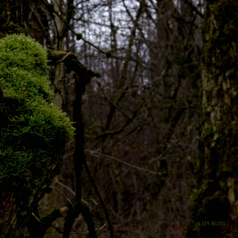 Light green moss on a tree.