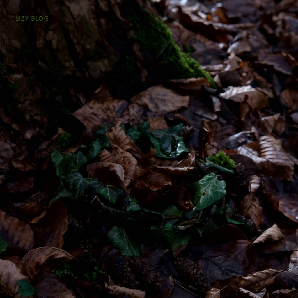 Offering in the woods.